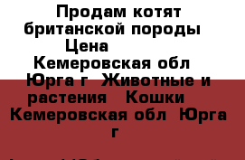 Продам котят британской породы › Цена ­ 2 000 - Кемеровская обл., Юрга г. Животные и растения » Кошки   . Кемеровская обл.,Юрга г.